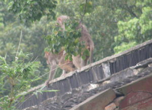 Coupling monkeys during totality